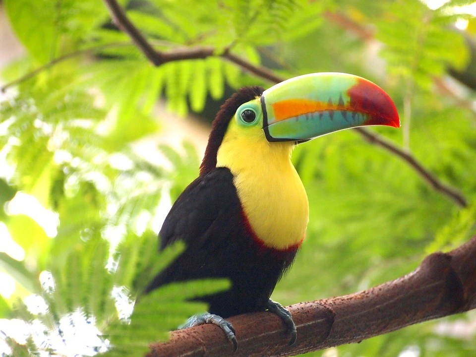 Toucan à carene du Costa Rica